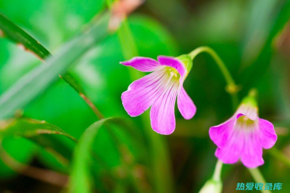 外用：花儿草外用可用于治疗皮肤感染、疮疡肿痛等疾病。可以使用花儿草煎水清洗患处，或将花儿草研成末撒布在患处。(花儿草儿的作用大吗)