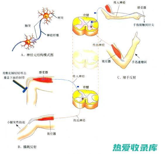 减轻疼痛和炎症：中药具有抗炎和镇痛作用，有助于减轻肌萎缩相关的疼痛和炎症。(减轻疼痛和炎症的药物)