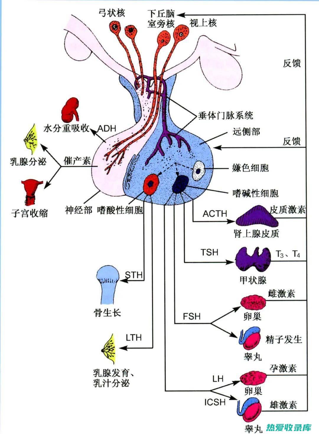 内分泌紊乱：熬夜会破坏人体的内分泌平衡，导致激素分泌失调，影响睡眠质量和生理功能。(内分泌紊乱怎么调理)