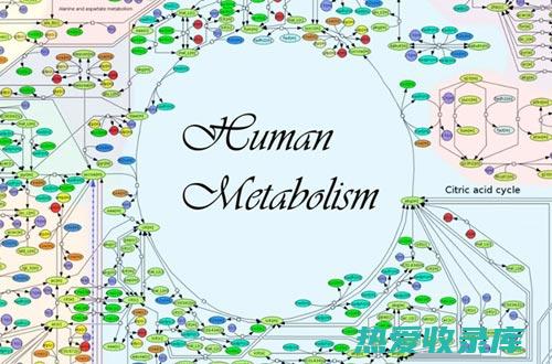 新陈代谢异常：熬夜会影响人体的正常新陈代谢，导致脂肪堆积、肌肉流失等问题。(新陈代谢异常的表现)