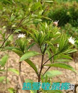 中药苍术种植技术指南：全面掌握栽培、养护和收获技巧 (中药苍术种植的前景)