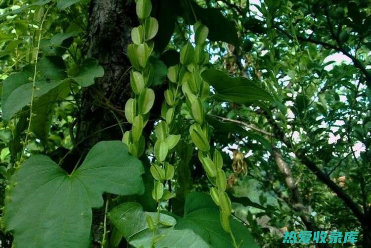 穿山龙的药用价值与主治 (穿山龙的药用价值)