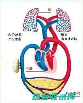 促气血循环：红木北中的挥发油可促进气血循环，改善微循环，缓解手脚冰凉等症状。(促进气血循环)