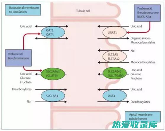 促进尿酸排泄：其他中药可以帮助增加尿酸从肾脏中排出的速度。(促进尿酸排泄的药物)