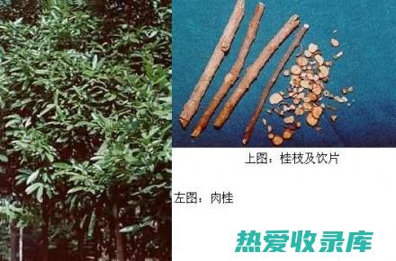 桂枝：温经通络，散寒止痛。(桂枝温经通络)