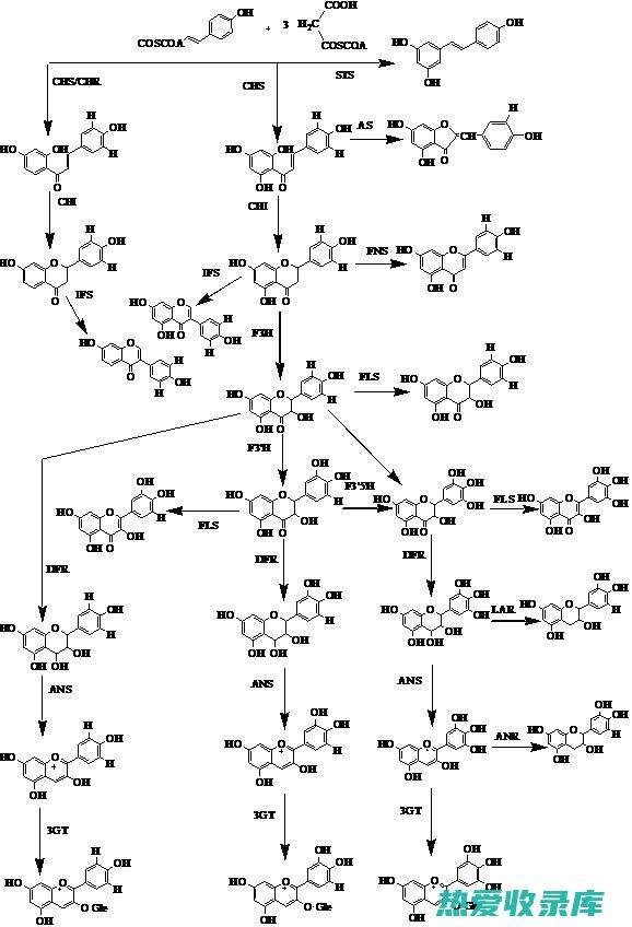 黄酮类化合物的作用与功效