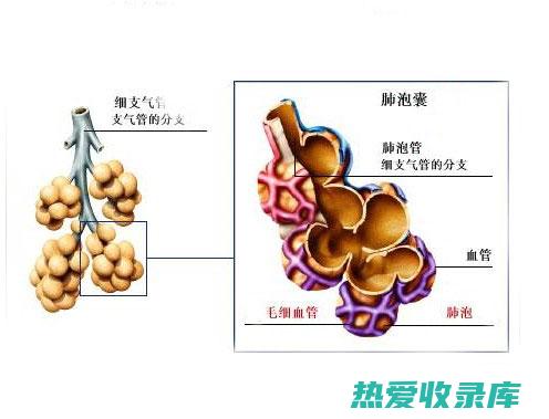 清除肺部杂质、止咳润喉的传统中药 (清除肺部杂质的方法)