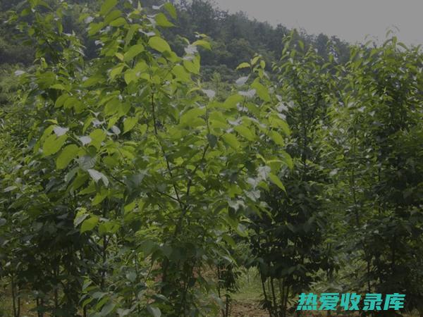 杜仲：一种滋补腰肾、强筋健骨的草药(杜仲有何作用?)