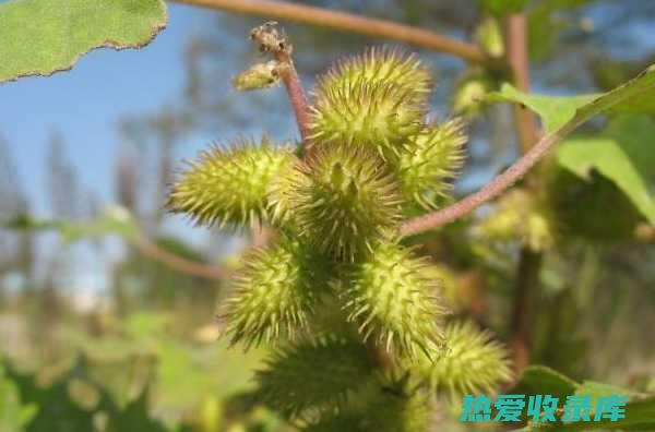 苍耳子：一种具有抗炎和抗组胺作用的草药。(苍耳子苍耳子的功效与作用及禁忌)