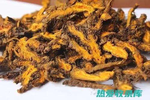 黄连（C opis chinensis）：具有清热泻火、抗炎和止痛的作用。(黄连岑黄敷药功效)