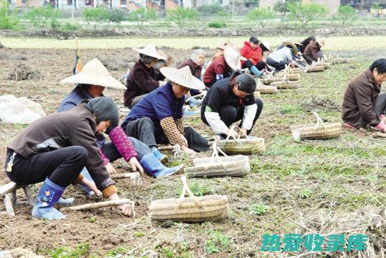 磐安中药材：传承千年，惠泽天下 (磐安中药材批发市场)