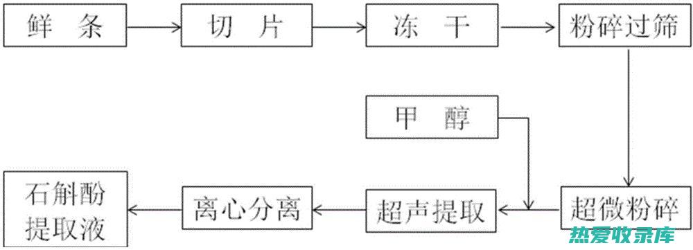 铁皮草：一种有价值的中药 (铁皮草的功效与作用)