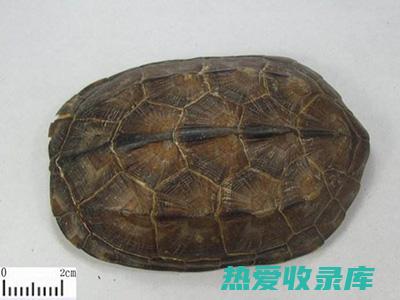龟板：传统中药的甲壳宝藏 (龟板百度百科)