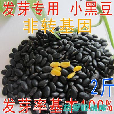 黑豆：古老的中药瑰宝 (黑豆百科)