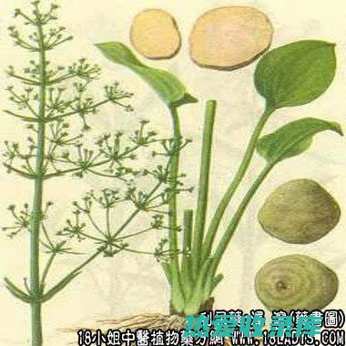 越婢汤：泽泻、茯苓、白术、桂枝、芍药组成。具有利尿、通淋、健脾利湿的作用。(越婢汤主证)