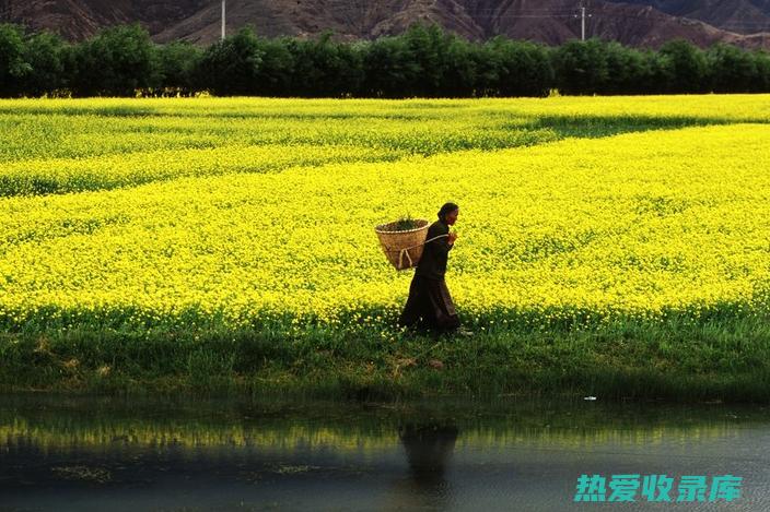 访问采芝林(ahrefs怎么读)