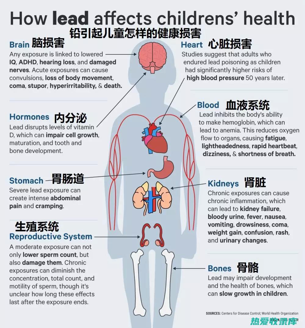 生殖系统：铅会影响生殖功能，导致男性不育和女性月经紊乱。(什么叫生殖系统的疾患)
