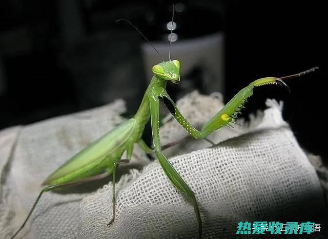 中华大刀螳螂：产于中国各地，体长约 5-8 厘米。(中华 大中华)