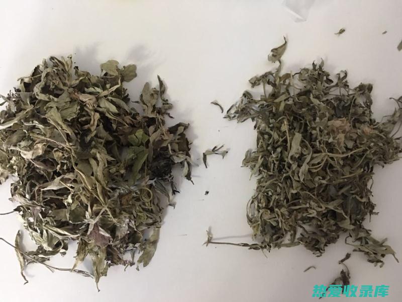 中药气艾的药用价值和使用方法 (气艾和艾草的区别)