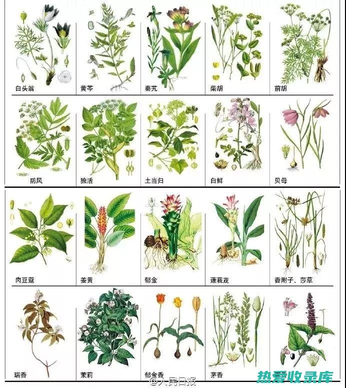 绿化中药片：为城市绿化注入健康活力 (绿化中草药)