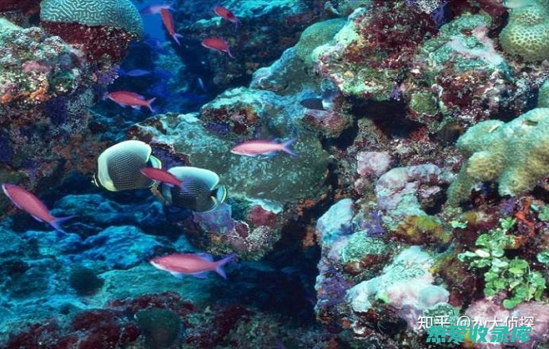 探索海洋生物在中医药中的应用