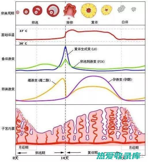 激素失衡：蜂王浆中含有激素样物质，过量食用可能会扰乱激素平衡。建议在医生的指导下合理食用。(激素失衡是怎么回事)