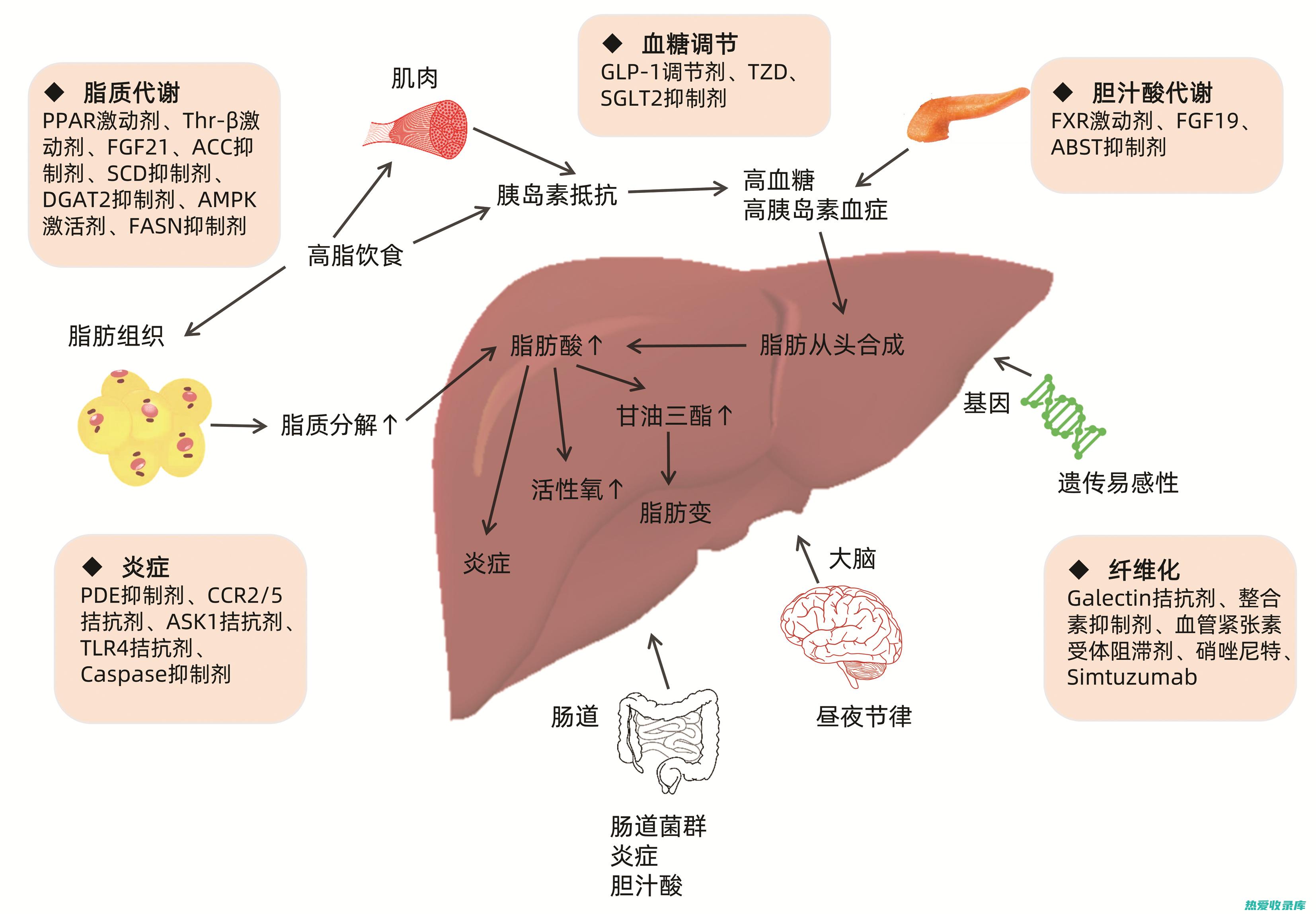 治疗酒精肝的中药：传统中医的非凡疗效 (治疗酒精肝的药物有哪些)