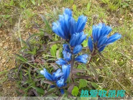 内服：愧花的根茎、叶片和花朵均可内服。可以将其晒干研磨成粉，每天服用1-3克，也可以将其煎煮成汤剂服用。(愧花有什么功效)