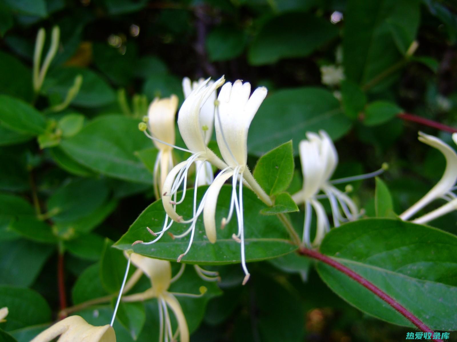 金银花( 金银花 )