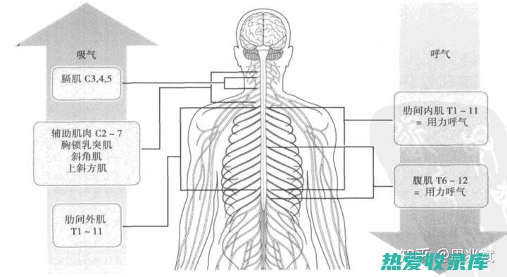 改善呼吸功能：润肺中药可以帮助改善肺功能，提高肺活量和氧气吸收。(改善呼吸功能的措施有哪些)