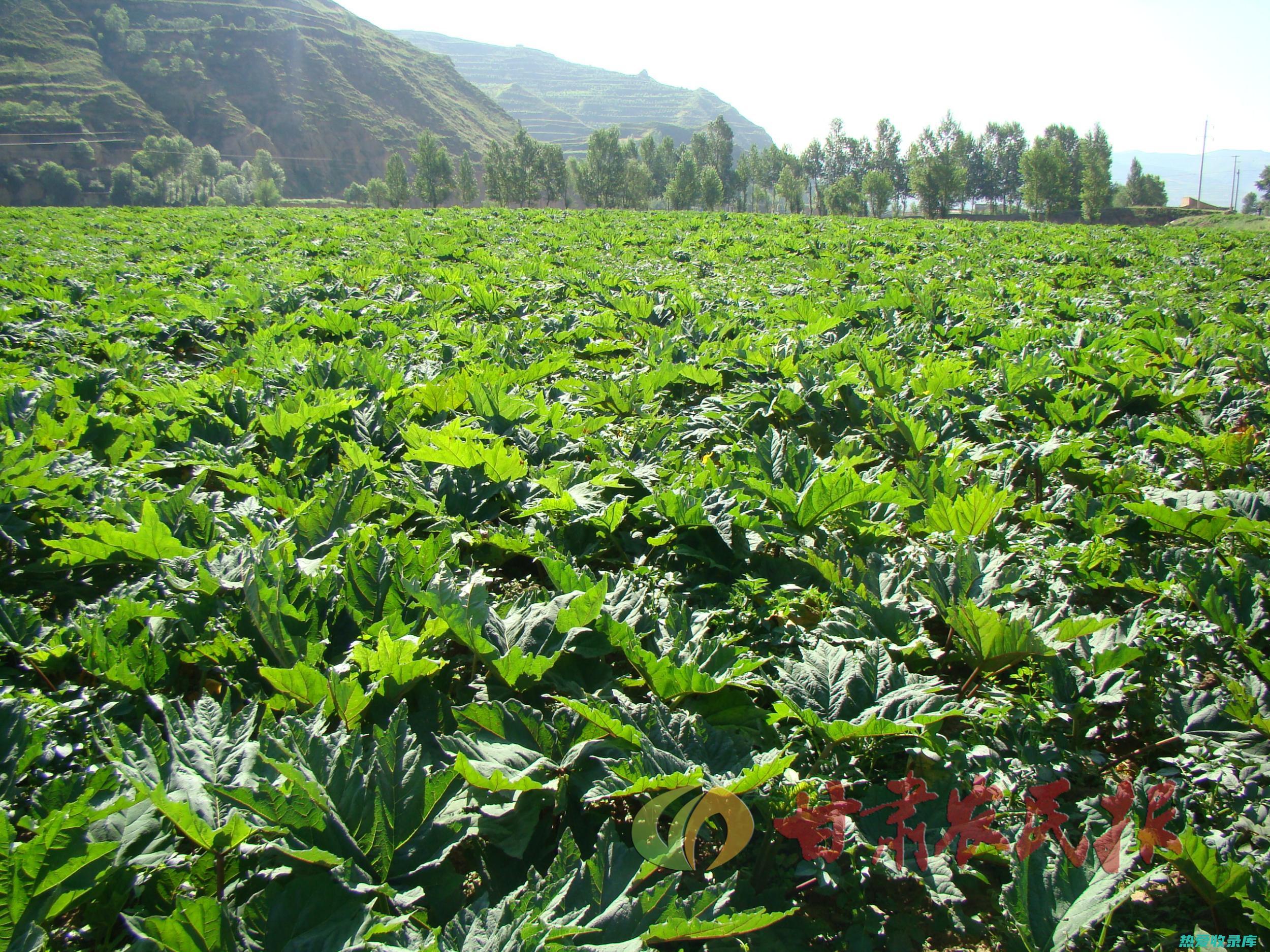 中药种植基：打造绿色健康的药源基地 (中药种植基地)