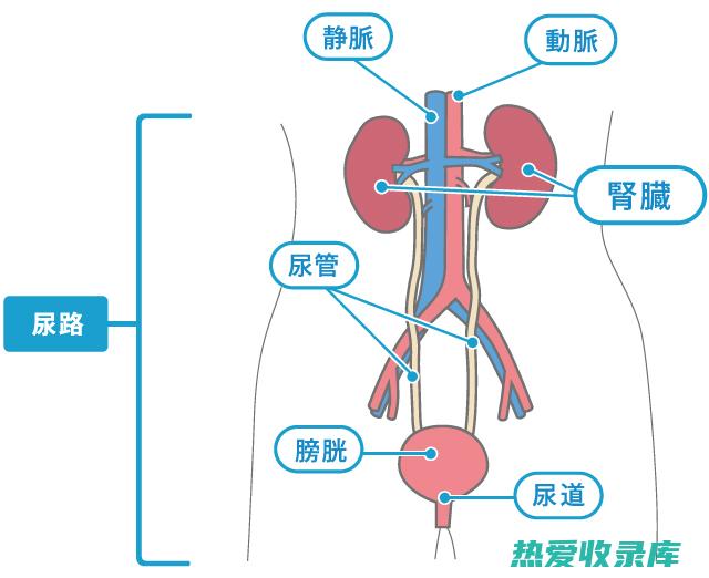 尿路感染(尿路感染是什么引起的原因男性)