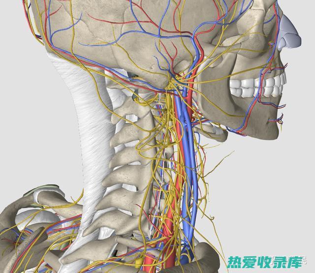 神经压迫引起的麻木或刺痛