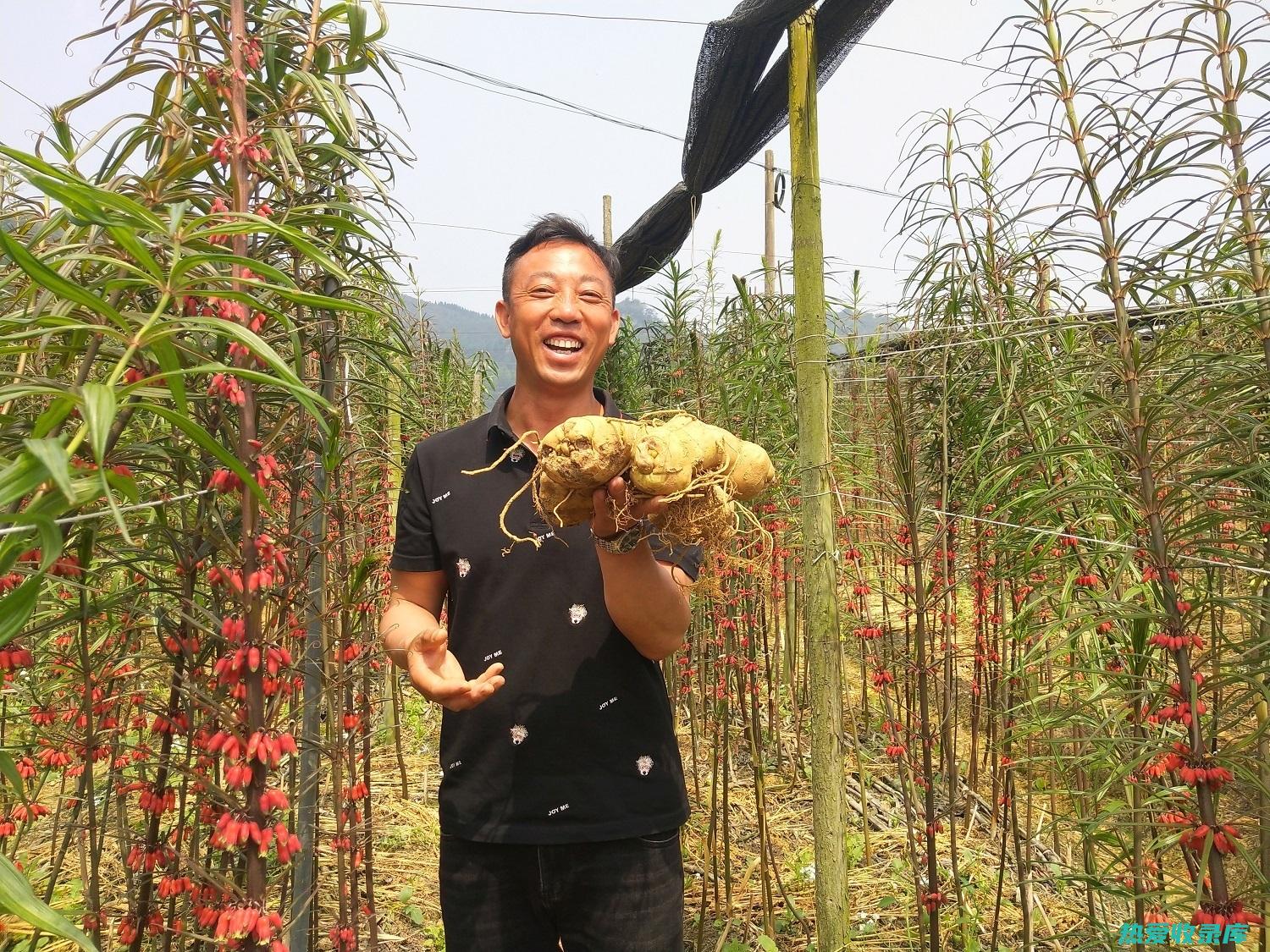 中药黄钱：传统养生，疗效显著 (小黄钱中药)