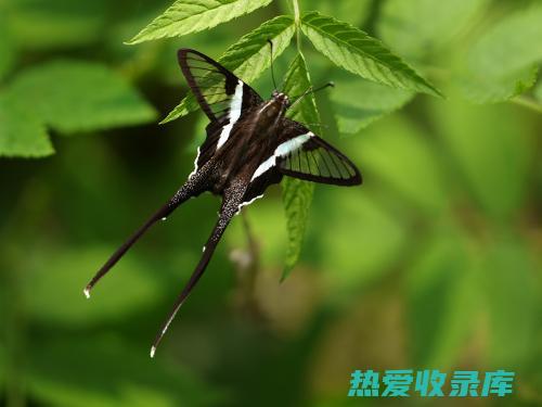 绿斑燕蝶（Papilio glaucus）(绿带燕凤蝶幼虫)