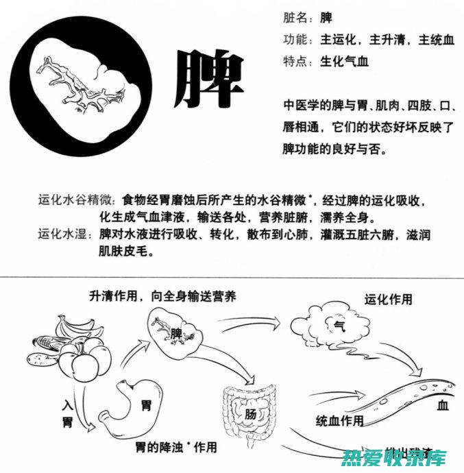 健脾和胃的功效与作用