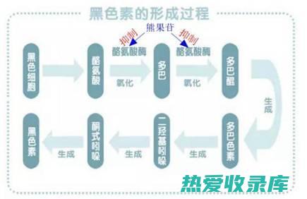 促进黑色素分解：一些中药材含有抗氧化成分，可以帮助分解已经形成的黑色素，使皮肤更加白皙透亮。(促进黑色素分解的药)