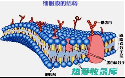 保护细胞膜：细胞膜是细胞周围保护性的外层。它由脂质组成，对氧化损伤特别敏感。抗氧化剂可以保护细胞膜免受自由基的攻击。 (保护细胞膜的物质)