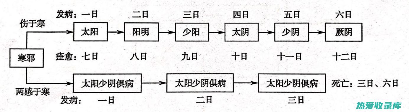 又能调节肠道功能