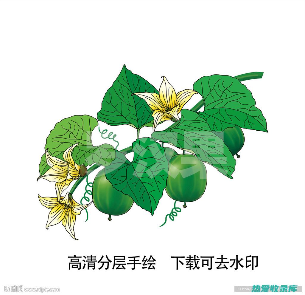 罗汉果：来自大自然的珍贵草药 (罗汉果来自哪里)