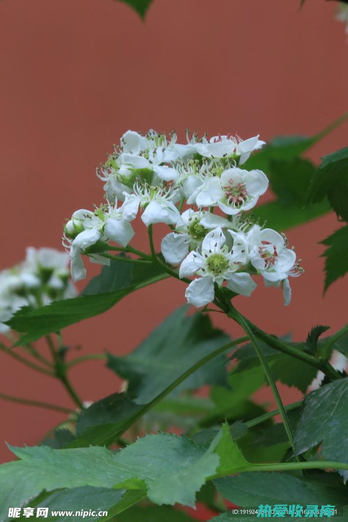 山楂花中药属性 (山楂花中药属性是什么)