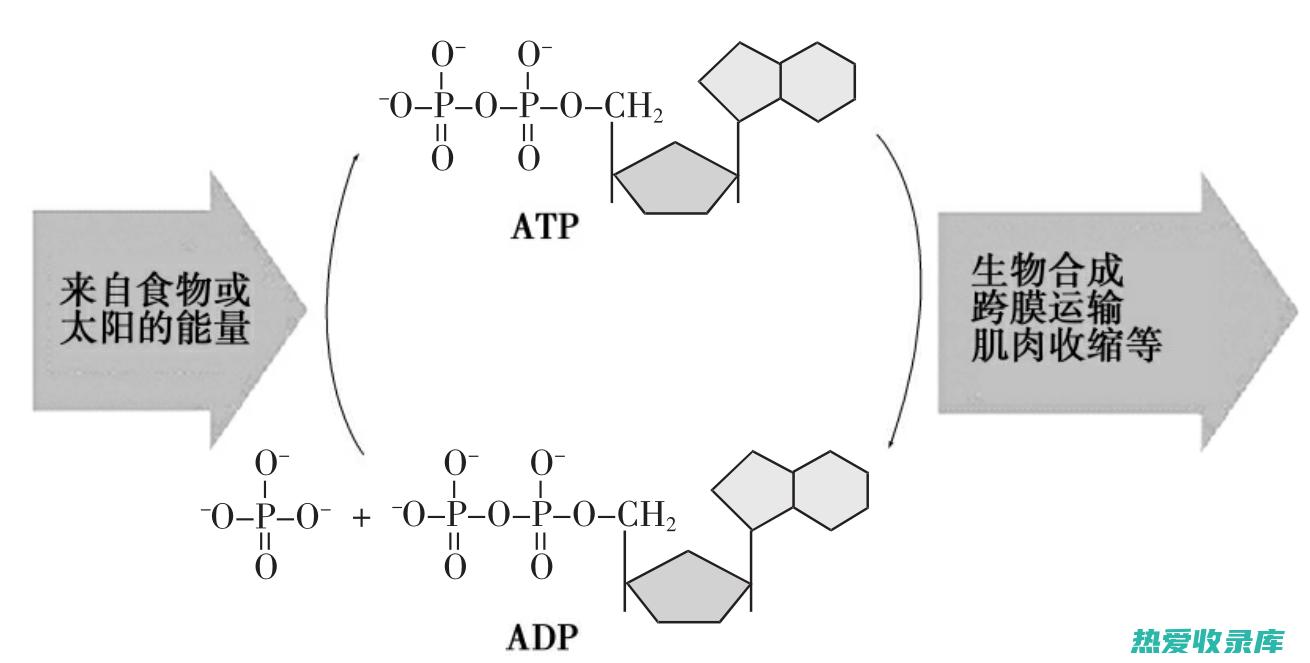 促进新陈代谢：红豆具有促进新陈代谢的作用，可以加快脂肪的燃烧。(促进新陈代谢最有效的方法)