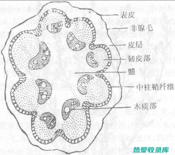 亚乎(亚乎奴的功效与性味)