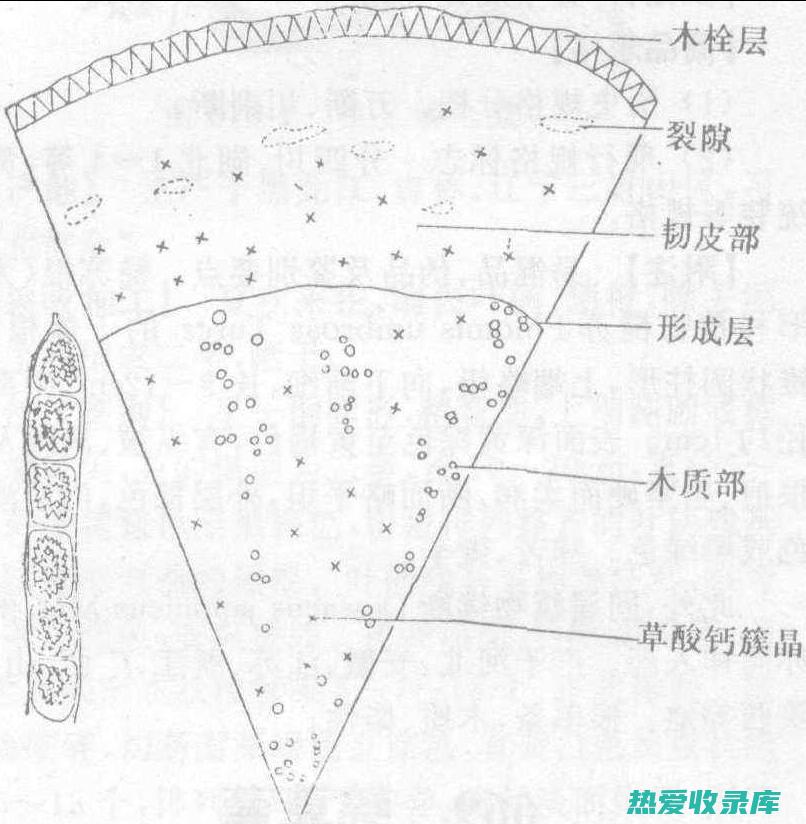 续断 20 克(续断20克是一天的量吗)