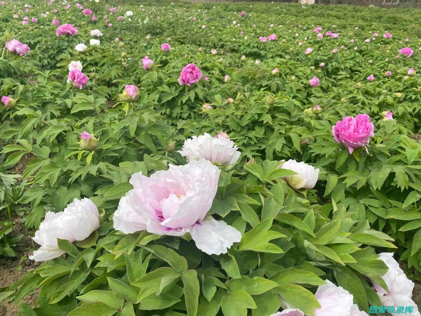 牡：珍贵的中药材，具有卓越的药用价值 (珍贵的牡丹)