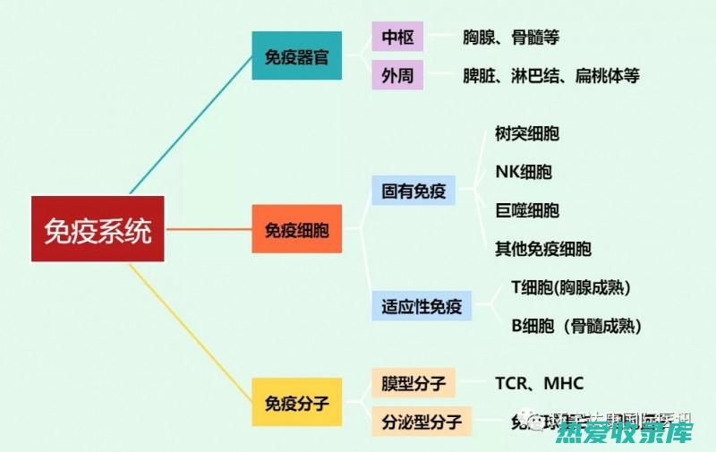 免疫系统功能异常 (免疫系统功能有哪三大功能)