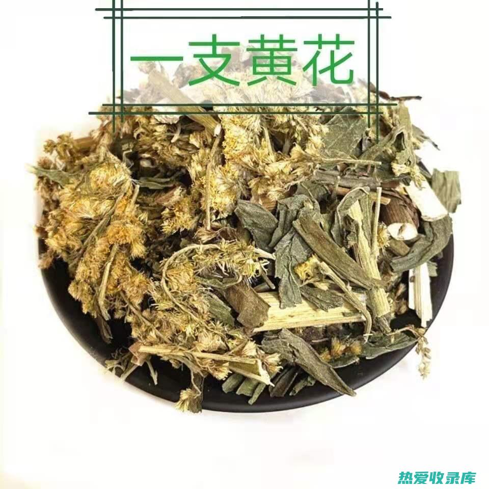 中药琼枝：一种宝贵的药用植物及其治疗功效 (琼枝是什么)