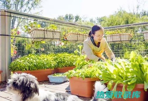 适合家庭种植的药材 (适合家庭种植的水果)