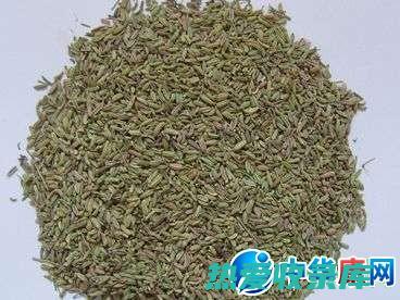 茴香中药的功效与作用：从祛风解痉到止痛消水肿 (茴香中药的功效与作用)