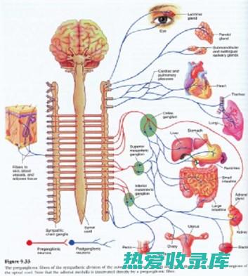 神经系统中药: 传统疗法的古老智慧与现代医学的融合 (神经系统中药方)